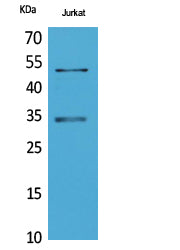 Anti-Myoblast Determination Protein 1 Rabbit Polyclonal Antibody