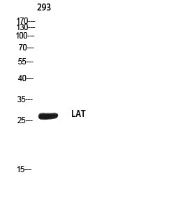 Anti-LAT Rabbit Polyclonal Antibody