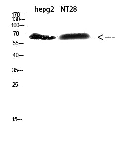 Anti-ZFP91 Rabbit Polyclonal Antibody
