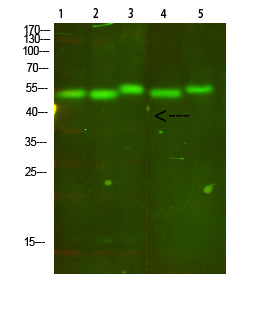 Anti-Cytochrome B Rabbit Polyclonal Antibody