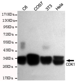 Anti-CDK1 Rabbit Polyclonal Antibody
