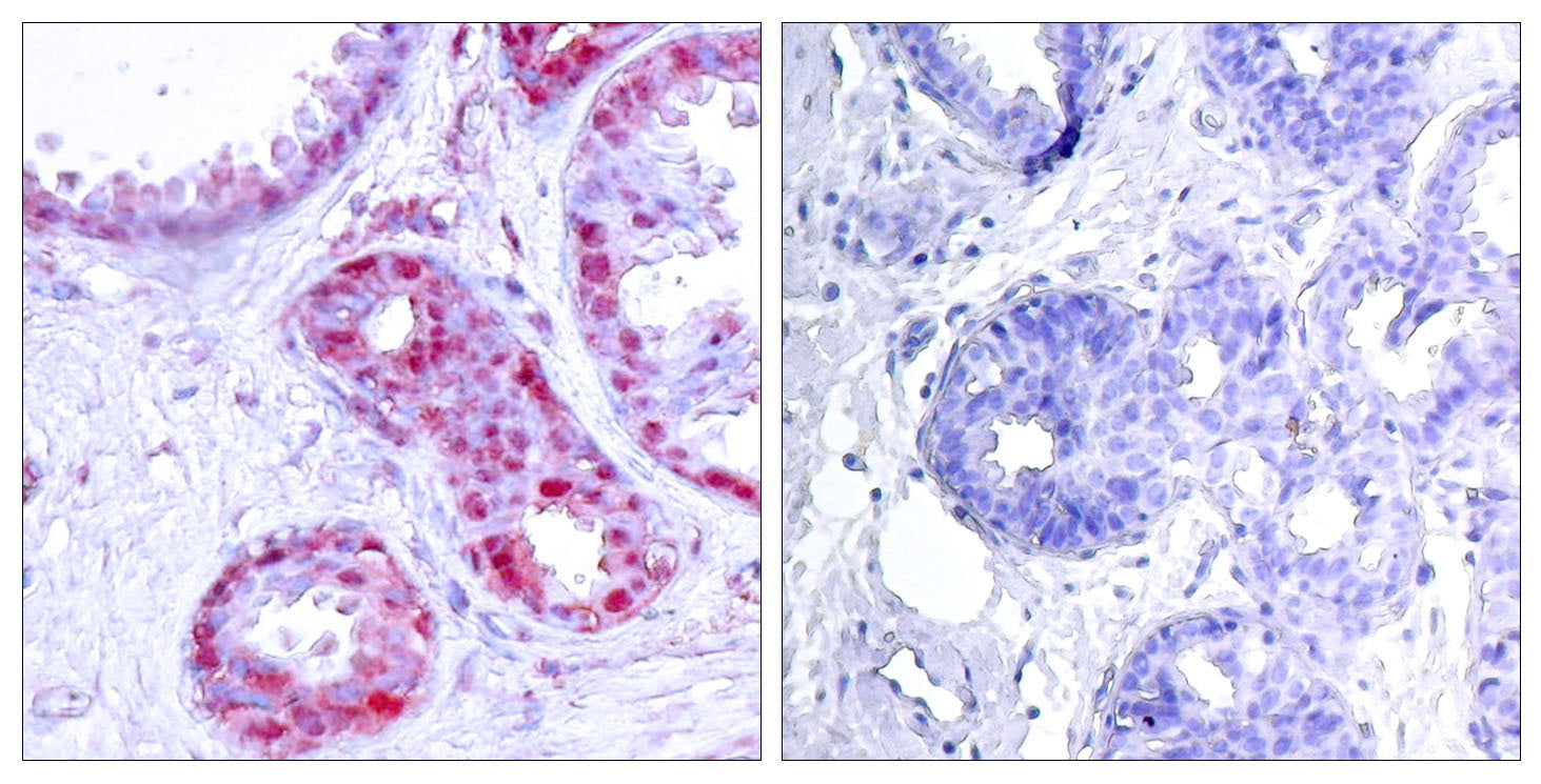 Anti-Phospho-c-Jun (Ser243) Rabbit Polyclonal Antibody