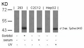Anti-Phospho-c-Jun (Ser243) Rabbit Polyclonal Antibody