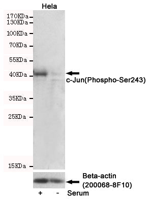Anti-Phospho-c-Jun (Ser243) Rabbit Polyclonal Antibody