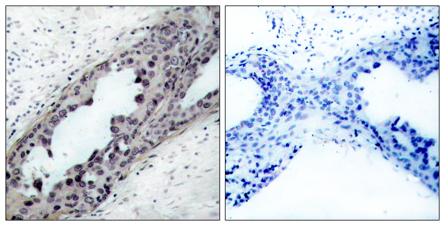 Anti-Phospho-PTEN (Ser380/Thr382/383) Rabbit Polyclonal Antibody