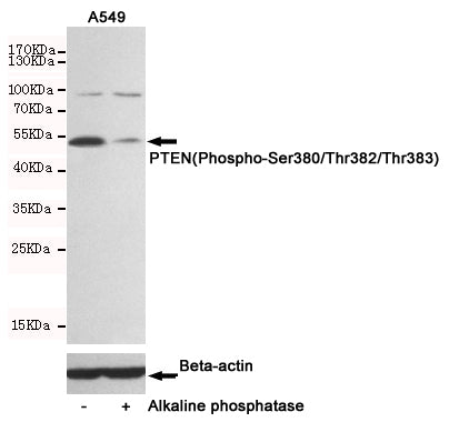 Anti-Phospho-PTEN (Ser380/Thr382/383) Rabbit Polyclonal Antibody