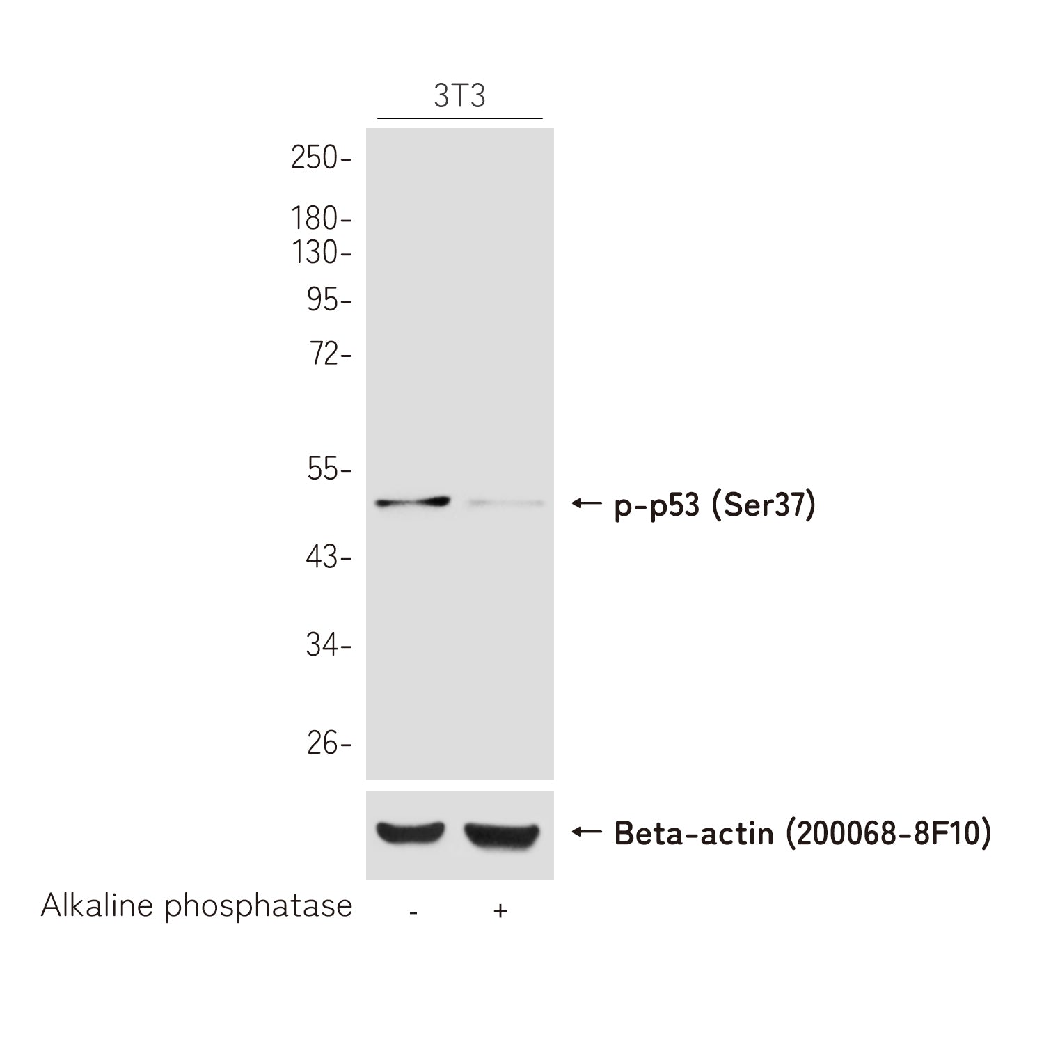 Anti-Phospho-p53 (Ser37) Rabbit Polyclonal Antibody