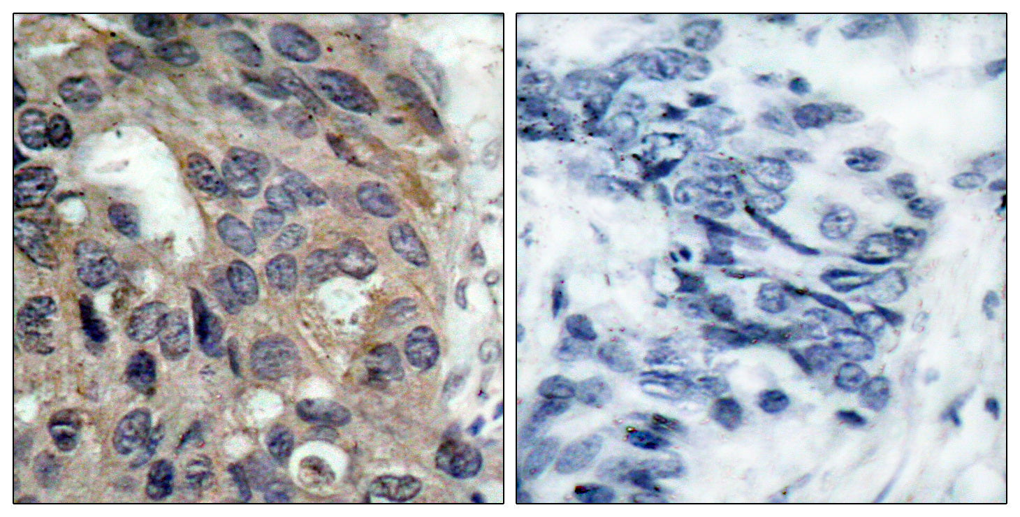 Anti-Phospho-Src (Tyr530) Rabbit Polyclonal Antibody