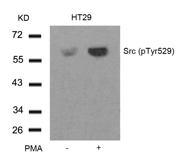 Anti-Phospho-Src (Tyr530) Rabbit Polyclonal Antibody