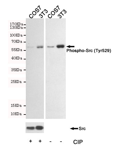 Anti-Phospho-Src (Tyr530) Rabbit Polyclonal Antibody