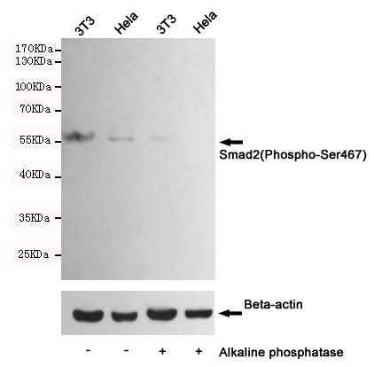 Anti-Phospho-Smad2 (Ser467) Rabbit Polyclonal Antibody