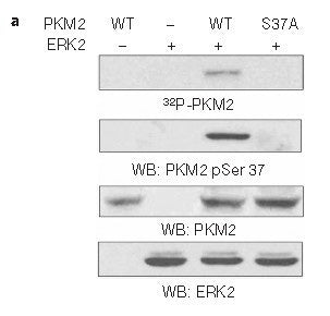 Anti-Phospho-PKM2 (Ser37) Rabbit Polyclonal Antibody
