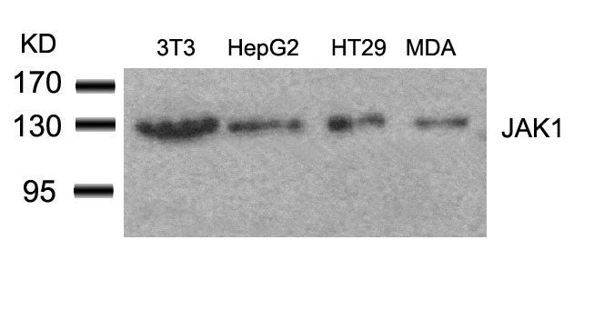 Anti-JAK1 Rabbit Polyclonal Antibody