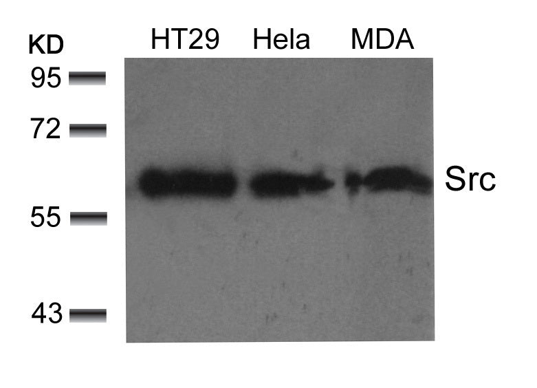 Anti-Src Rabbit Polyclonal Antibody