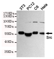 Anti-Src Rabbit Polyclonal Antibody