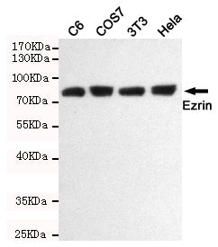 Anti-Ezrin Rabbit Polyclonal Antibody