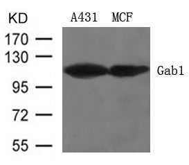 Anti-GAB1 Rabbit Polyclonal Antibody