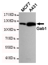 Anti-GAB1 Rabbit Polyclonal Antibody