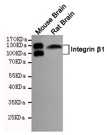Anti-Integrin beta 1 Rabbit Polyclonal Antibody