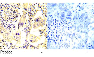 Anti-Src Rabbit Polyclonal Antibody