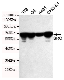 Anti-Src Rabbit Polyclonal Antibody
