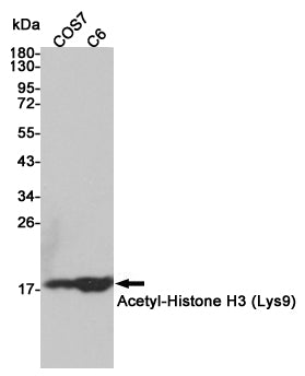 Anti-Acetyl-Histone H3 (Lys9) Rabbit Polyclonal Antibody