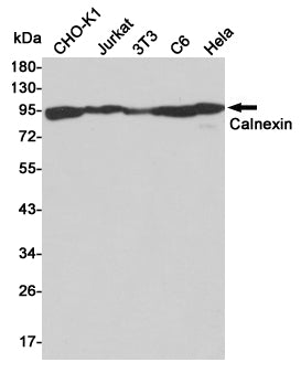 Anti-Calnexin Rabbit Polyclonal Antibody