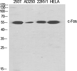 Anti-c-Fos Rabbit Polyclonal Antibody