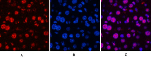 Anti-Cyclin B1 Rabbit Polyclonal Antibody