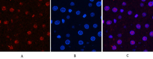Anti-Cyclin B1 Rabbit Polyclonal Antibody
