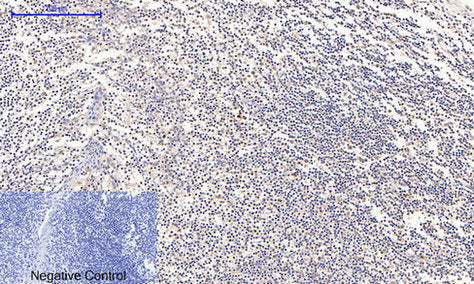 Anti-Cyclin B1 Rabbit Polyclonal Antibody