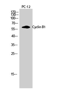 Anti-Cyclin B1 Rabbit Polyclonal Antibody