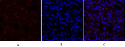 Anti-DRP1 Rabbit Polyclonal Antibody