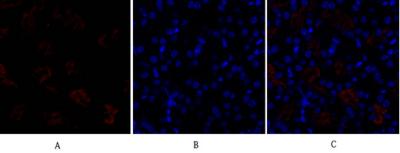 Anti-DRP1 Rabbit Polyclonal Antibody