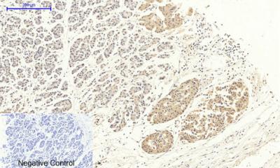 Anti-DRP1 Rabbit Polyclonal Antibody