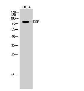 Anti-DRP1 Rabbit Polyclonal Antibody