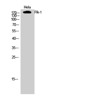 Anti-VEGF Receptor 2 Rabbit Polyclonal Antibody