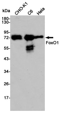 Anti-FOXO1 Rabbit Polyclonal Antibody