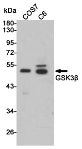 Anti-GSK3 beta Rabbit Polyclonal Antibody