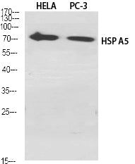 Anti-GRP78 BiP Rabbit Polyclonal Antibody