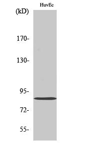 Anti-Mitofusin 2 Rabbit Polyclonal Antibody