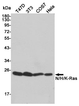 Anti-GTPase HRAS Rabbit Polyclonal Antibody