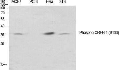 Anti-Phospho-CREB (Ser133) Rabbit Polyclonal Antibody