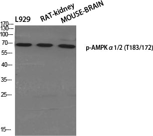 Anti-Phospho-AMPK alpha 1/2 (Thr183/Thr172) Rabbit Polyclonal Antibody