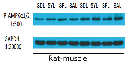 Anti-Phospho-AMPK alpha 1/2 (Thr183/Thr172) Rabbit Polyclonal Antibody