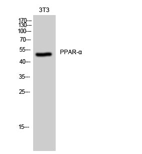 Anti-PPAR alpha Rabbit Polyclonal Antibody