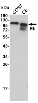 Anti-Rb Rabbit Polyclonal Antibody