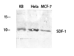 Anti-SDF1 Rabbit Polyclonal Antibody