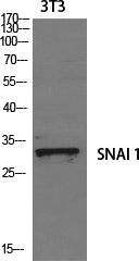 Anti-SNAI1 Rabbit Polyclonal Antibody