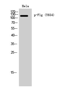 Anti-Phospho-FGFR1 (Tyr654) Rabbit Polyclonal Antibody